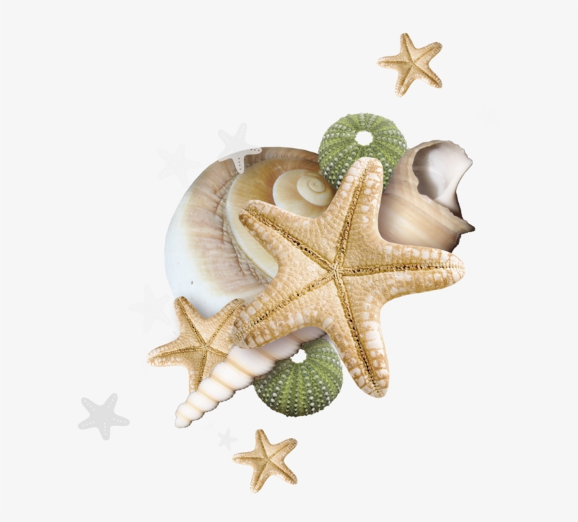 Beach 2017 - Sea, transparent png