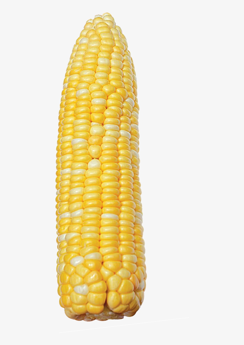 8866 Bicolor Corn - Sweet Corn, transparent png