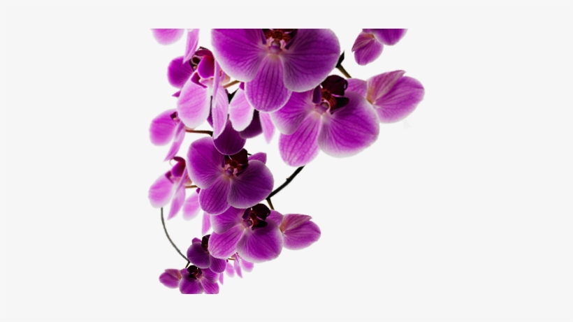 Background Purple Flower - Background Purple Flowers Png, transparent png
