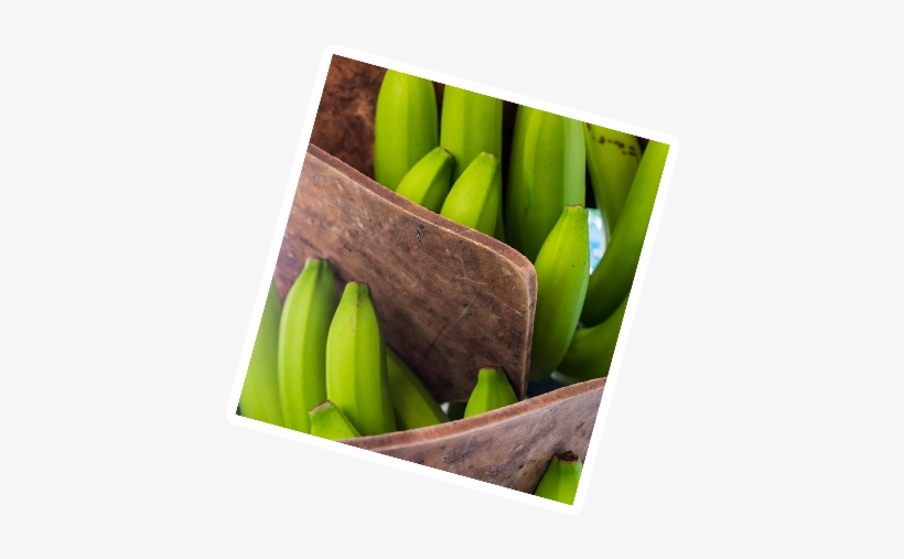 History Pics Banana - Banana, transparent png