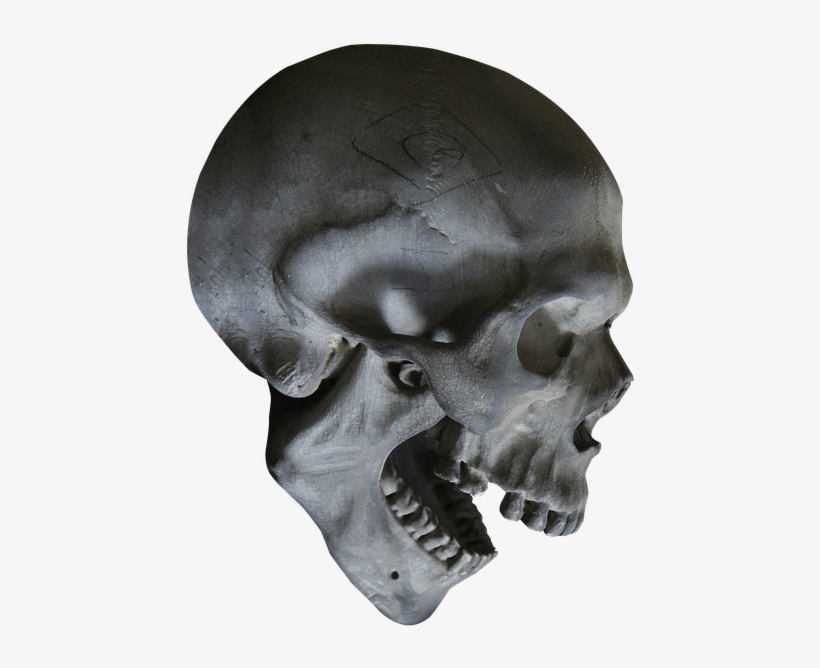 Halloween, Skull, Skeleton, Skull Head, Head, Bone - Skull, transparent png