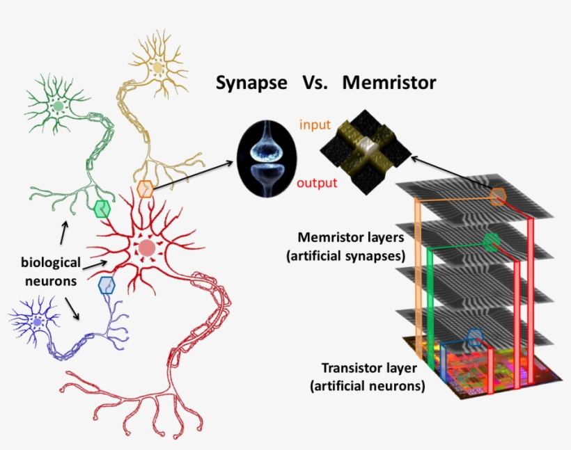 Organization Of The Biological Brain Versus Organization - Neuron Sticker (black) Vinyl Decal, transparent png