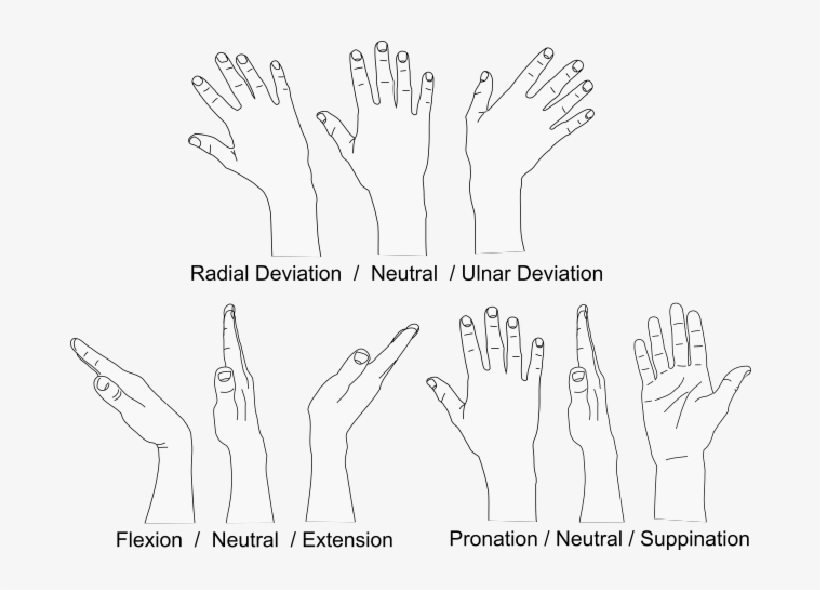 Three Degrees Of Freedom Of The Healthy Human Wrist - Degrees Of Freedom, transparent png