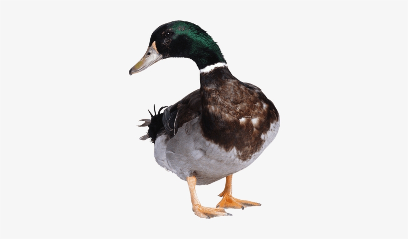 Baby Duck Transparent Png Stickpng - Duck Png, transparent png