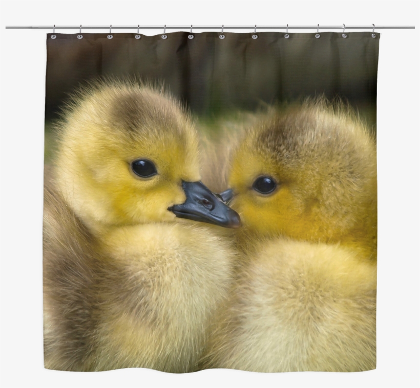 99 High Quality Baby Ducks Textured Shower Curtain - Cute Baby Tropical Rainforest Animals, transparent png