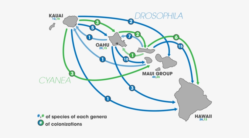 Colonization Events Of Species From The Genus Cyanea - Cyanea, transparent png