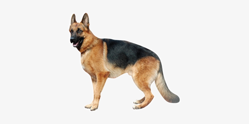 Ovejero - Große Hunde, transparent png