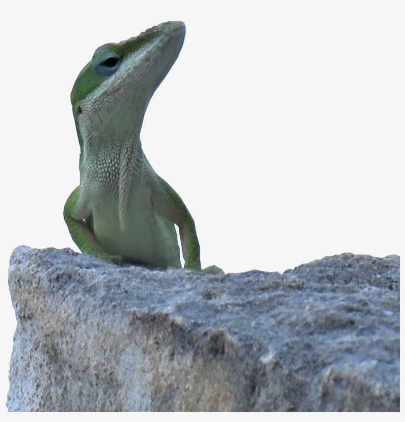 Tiny Dino - Carolina Anole, transparent png