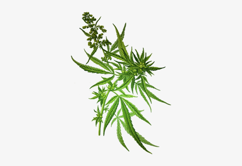 Weed Transparent Background Download - Cannabis Sativa, transparent png