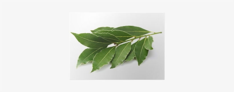 Bay Laurel, transparent png