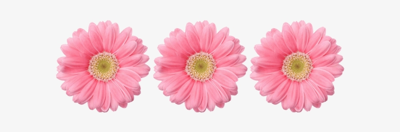 Sun Flower Pink Png, transparent png