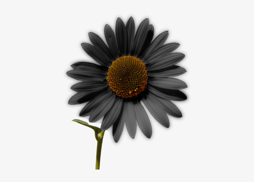 Sunflower Png Tumblr - Invisibobble 'power' Hair Ring, transparent png