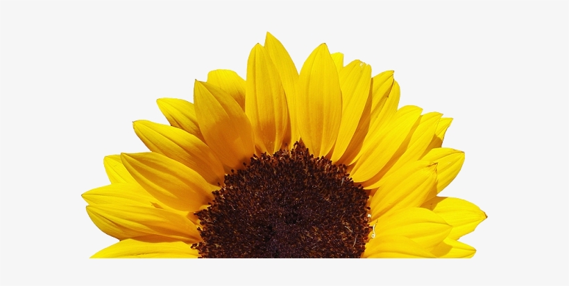 Stoney Bologna - Clear Background Sunflower Png, transparent png