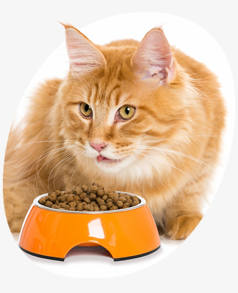 Dry Food By Ospelt Is Available In Stand-up Pouches - Cat Grabs Treat, transparent png