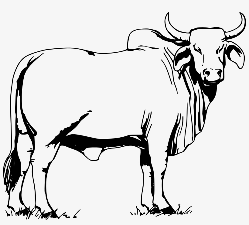 Ox Drawing Photo - Brahma Bull, transparent png