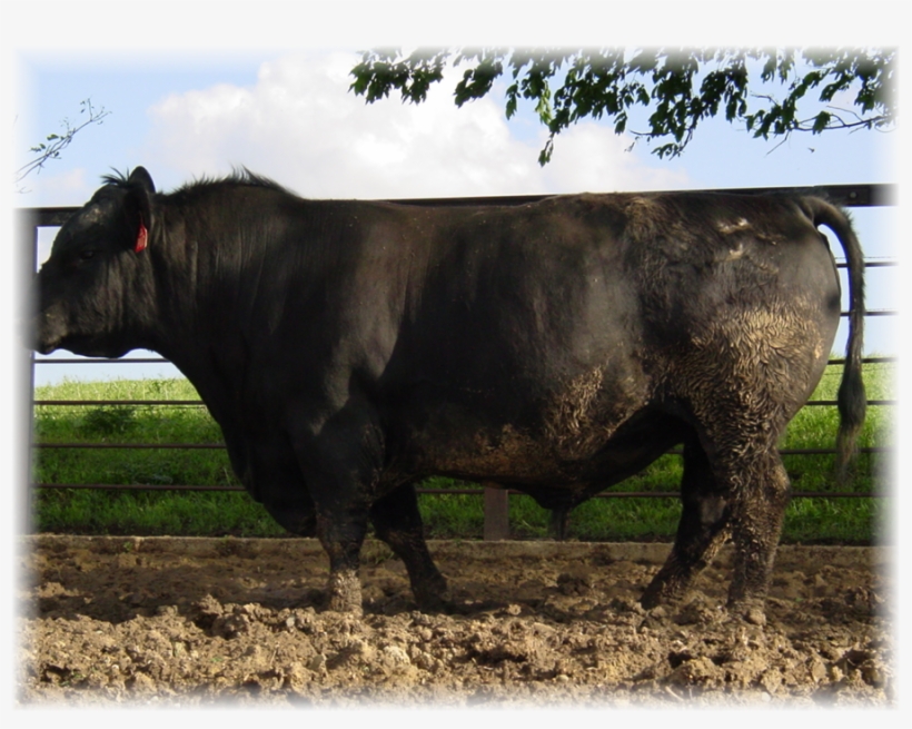 Bull Clipart Bull Angus Cattle Ox - Bull, transparent png