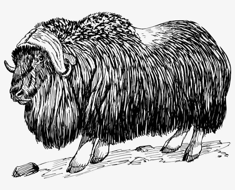 Small - Angry - Wild Ox Shangri-la, transparent png