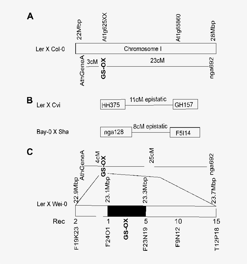 Genetic Mapping Of Gs Ox In Multiple Arabidopsis Ril - Diagram, transparent png