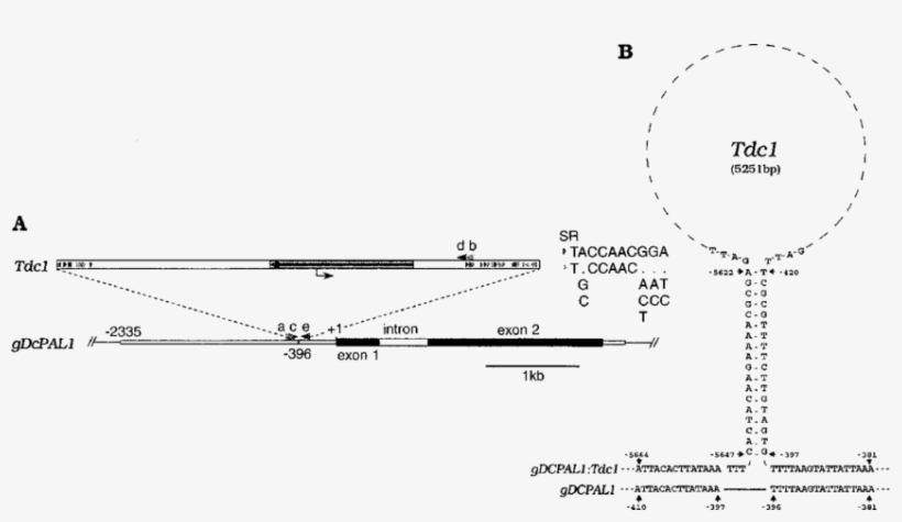 A The Nucleotide Sequences Of The Regions Shown In - Diagram, transparent png