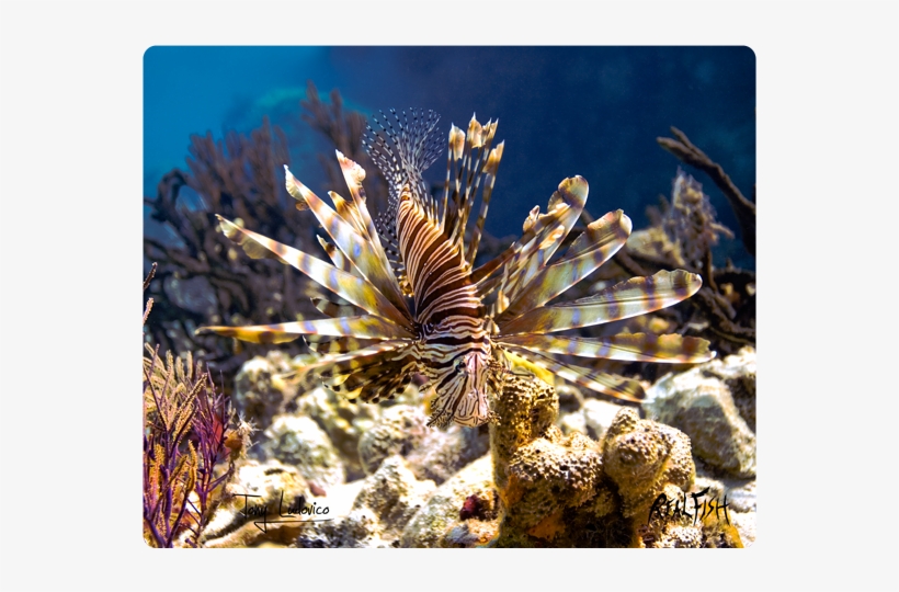 Realfish H20 Series - Lionfish, transparent png