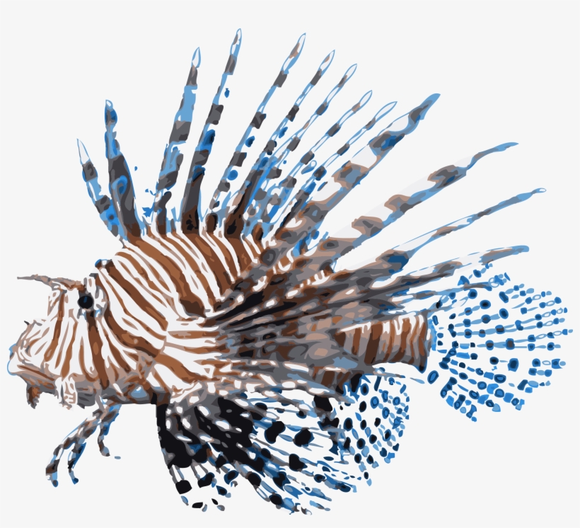 Rykaczewski Lionfish - Red Lionfish Png, transparent png