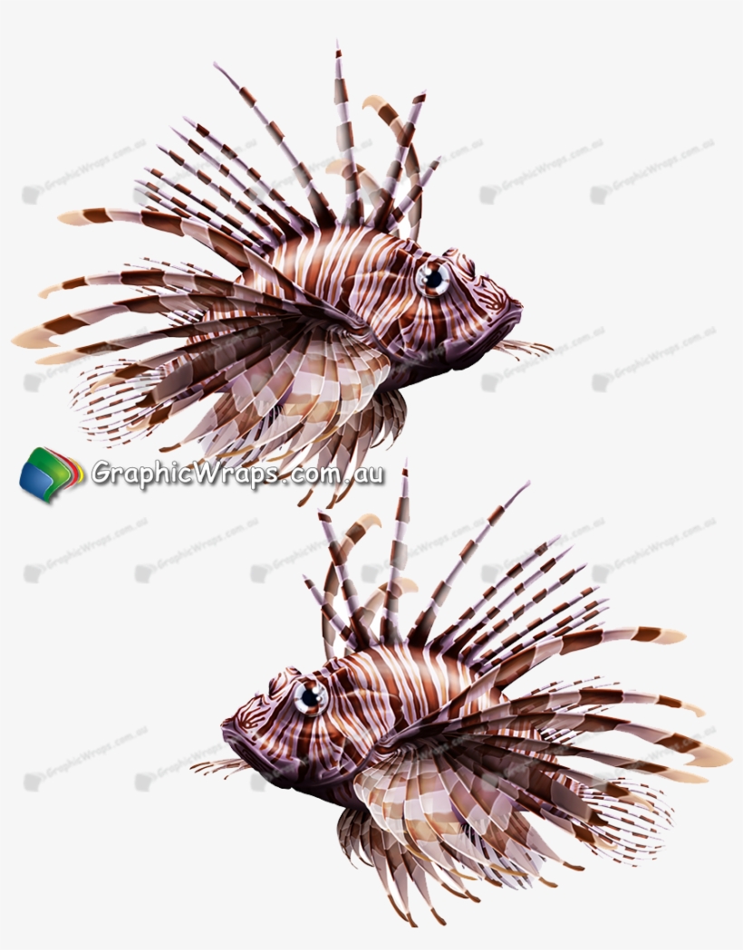 Lion Fish - Lionfish, transparent png