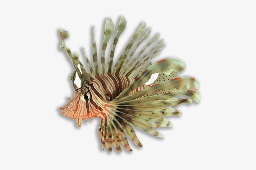 The Lionfish Invasion Of The Atlantic Ocean - Lionfish, transparent png