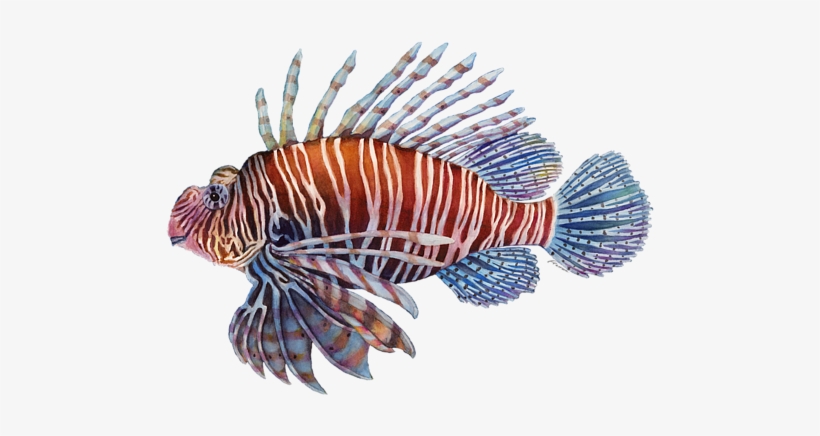 Click And Drag To Re-position The Image, If Desired - Lionfish, transparent png