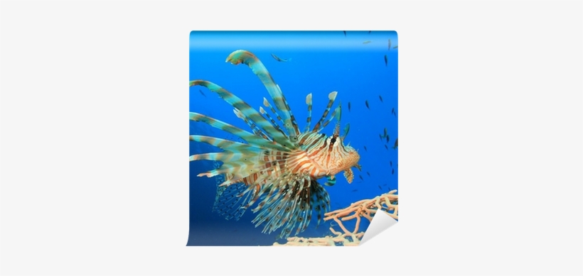 Lionfish, transparent png