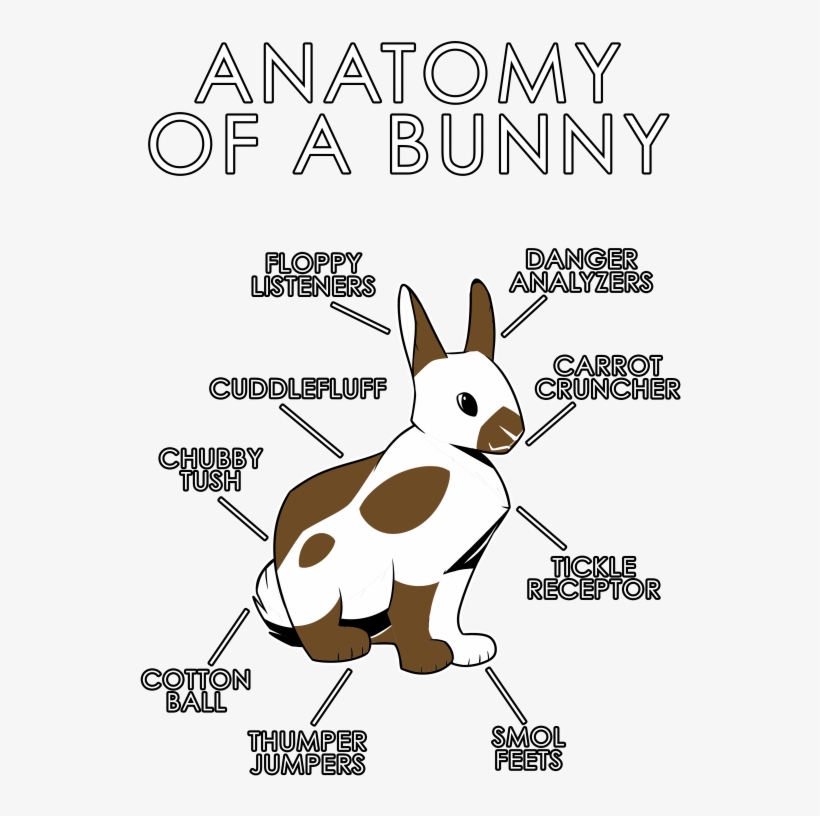 Anatomy Of A Bunny Cartoon, transparent png