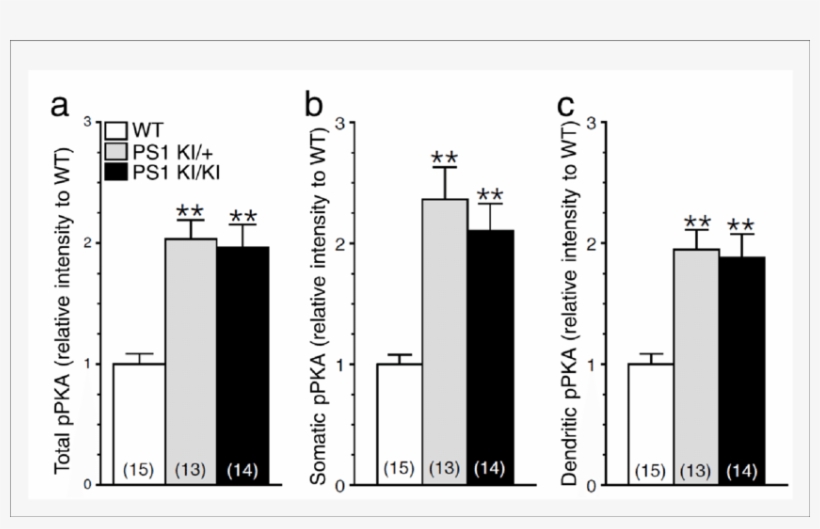 Increase In Camp/pka Signaling In Neurons Expressing - Diagram, transparent png