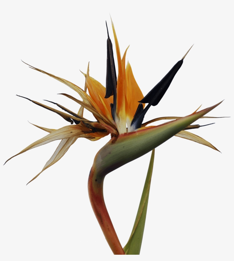 Bird Of Paradise Flower - Bird Of Paradise Png Free, transparent png