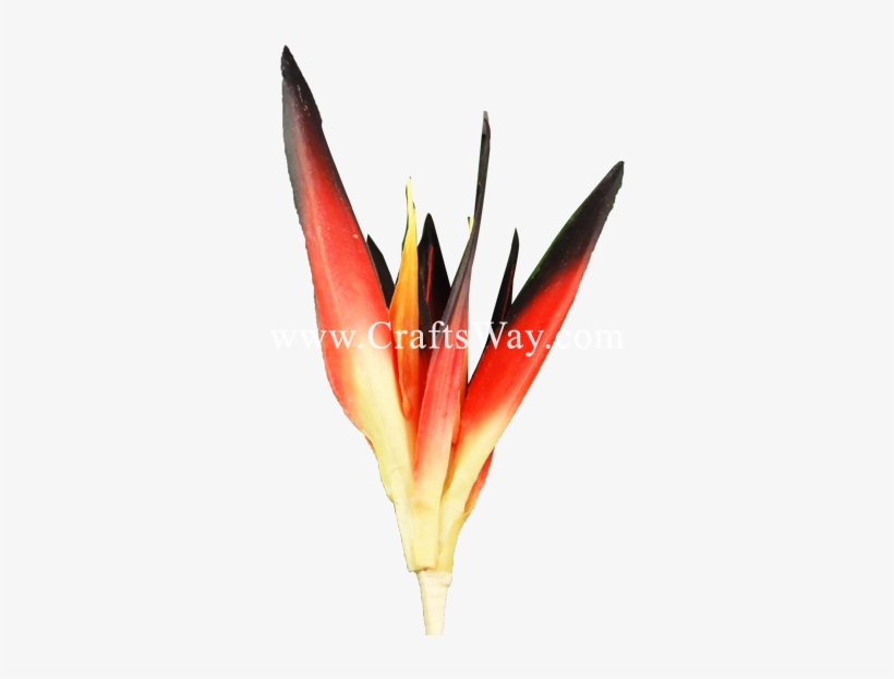 Click To Enlarge] - Heliconia, transparent png