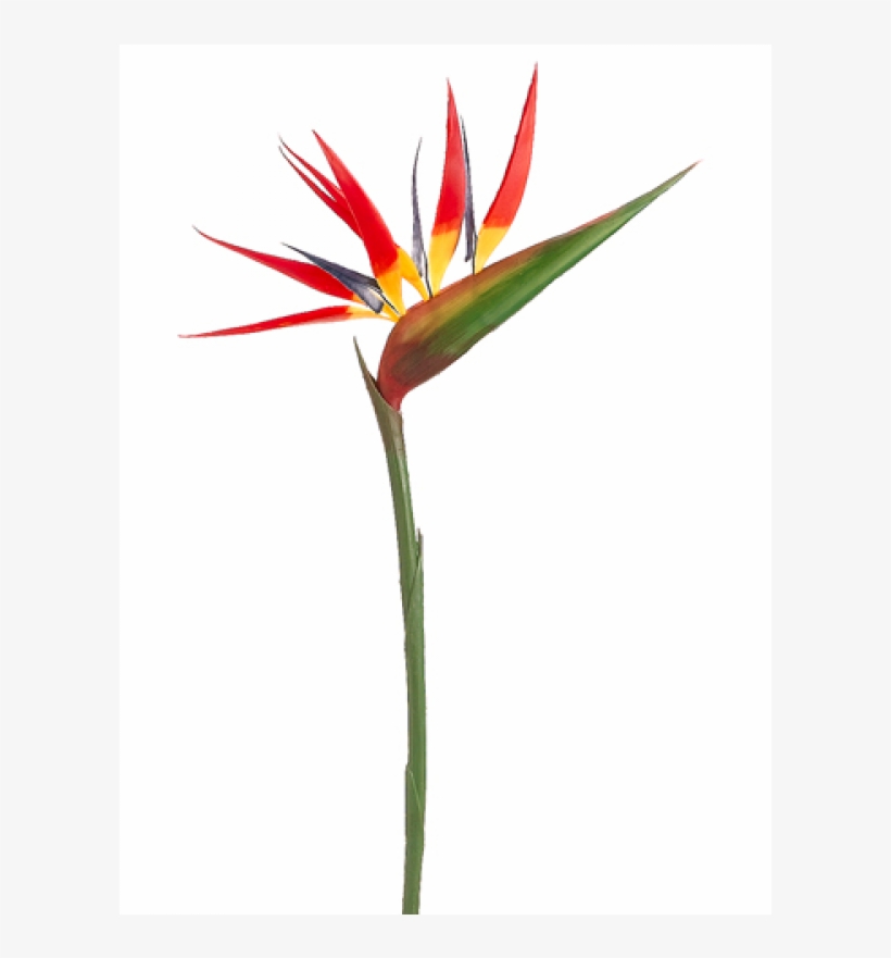 36" Bird Of Paradise Spray Red - Bird Of Paradise, transparent png