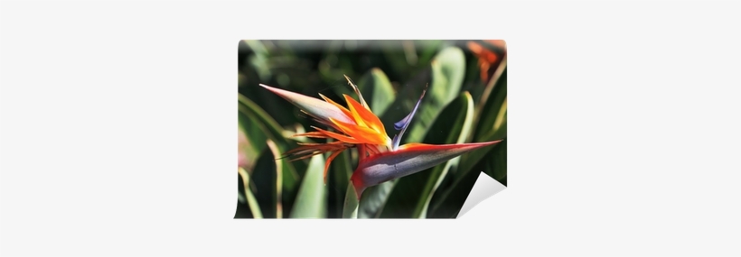 Bird-of-paradise, transparent png
