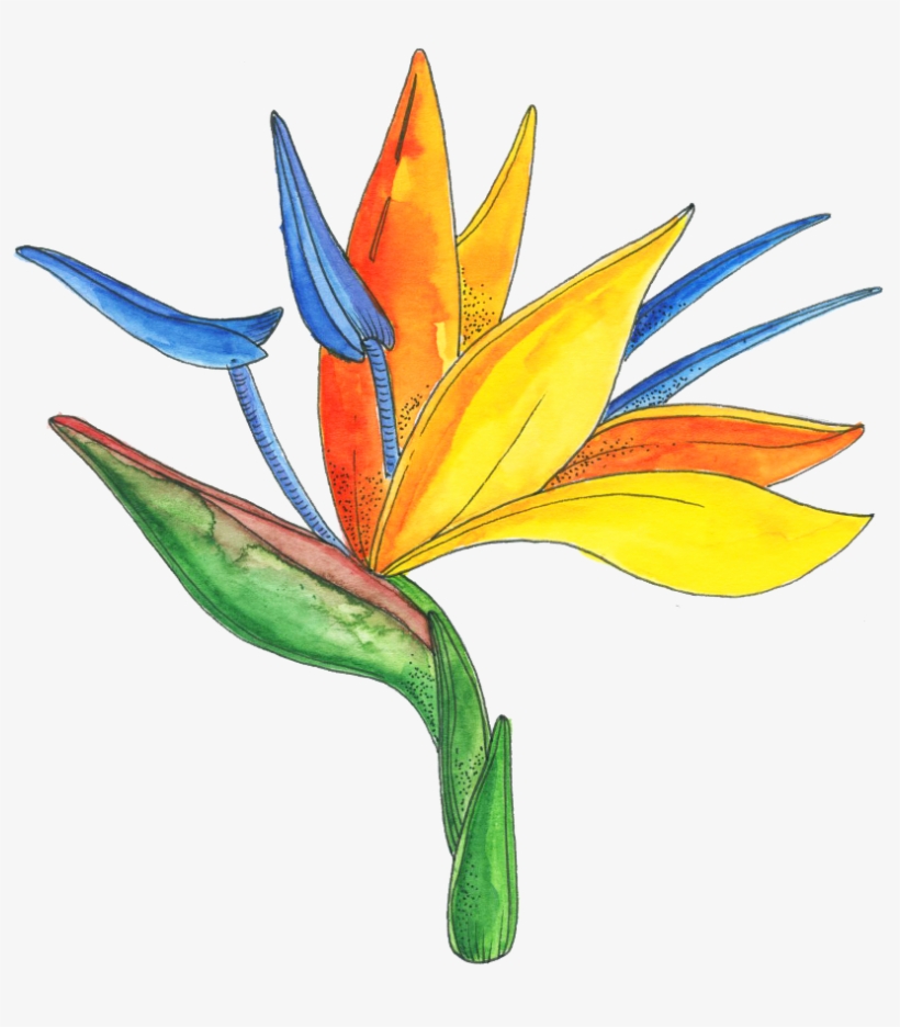 Flower Series - Bird Of Paradise, transparent png