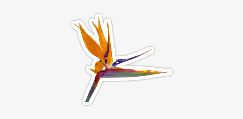 Bird Of Paradise Flower Sticker By Stickernuts - Bird Of Paradise, transparent png