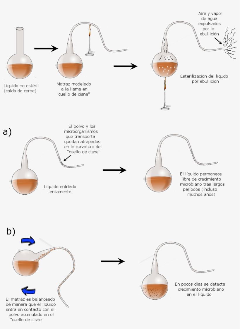 File - Matraces-pasteur - Design Of Experiments, transparent png