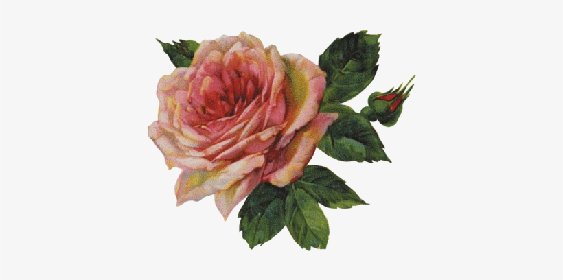 Vintage Victorian Rose Single Transparent Png Stickpng - Troye Sivan Lyrics Bloom, transparent png