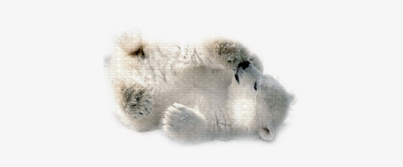 Polar Bear Cub - Baby Polar Bear Greeting Cards, transparent png