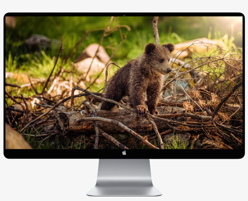 Bear Cub, transparent png