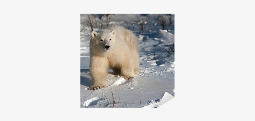 Polar Bear, transparent png