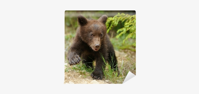Bear, transparent png