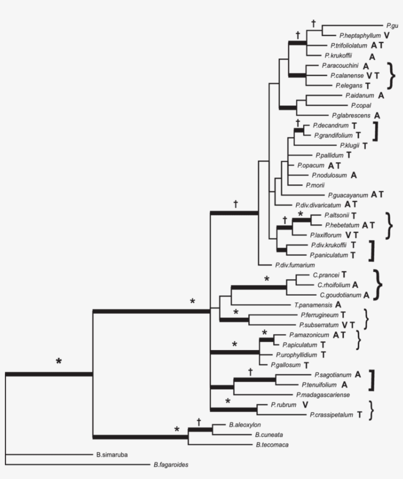 Árbol Filogenético «consenso De Regla De Mayoría» De - Phylogenetic Tree, transparent png