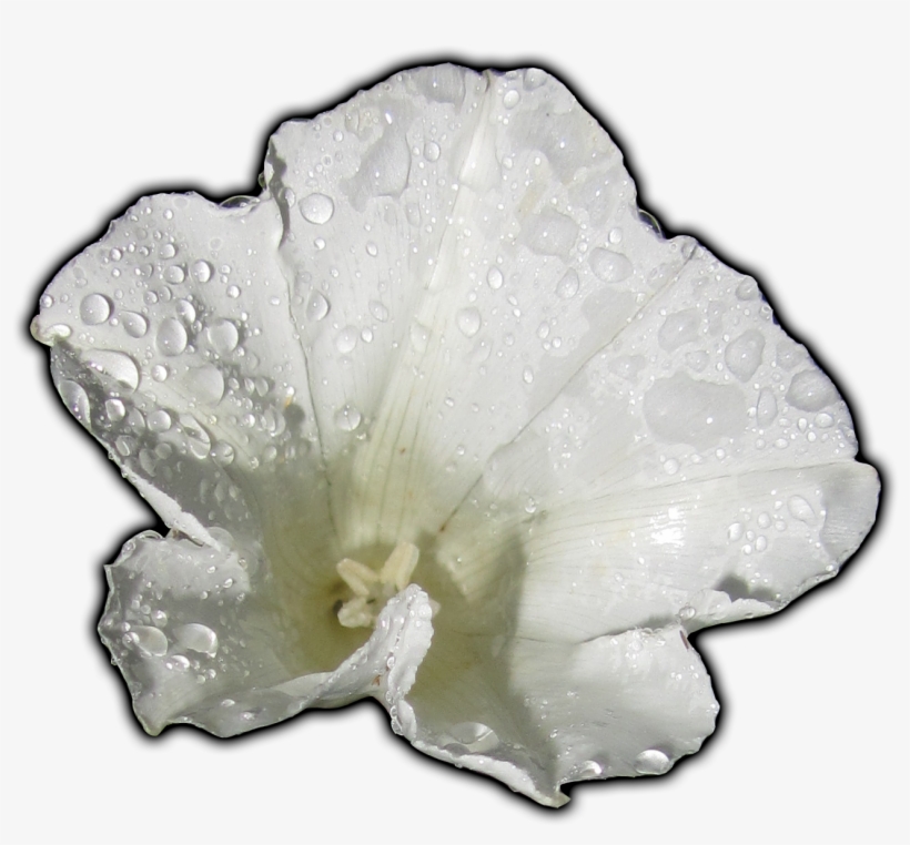 Meta - Hollyhocks, transparent png