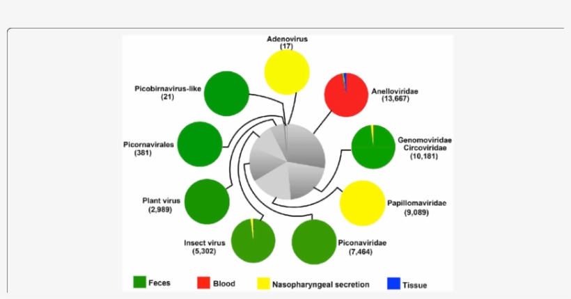 The Composition And Sample Distribution Of Eukaryotic - Nasopharyngeal Microbiome, transparent png
