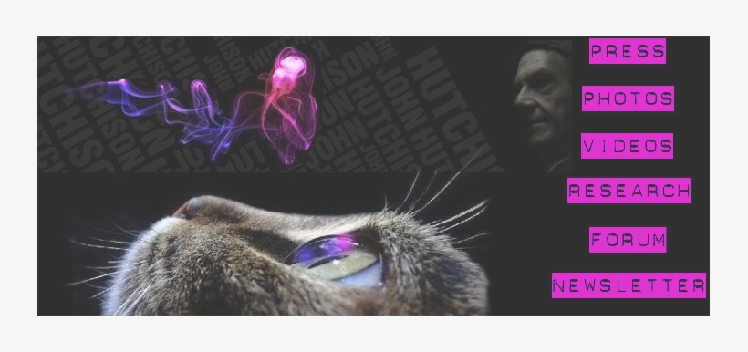 Main Image - Award Winning Cat Photography, transparent png