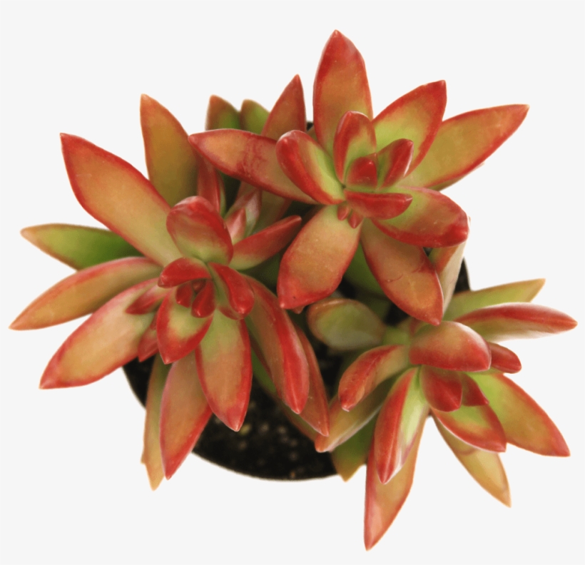 Sedum 'firestorm' - Stonecrop, transparent png