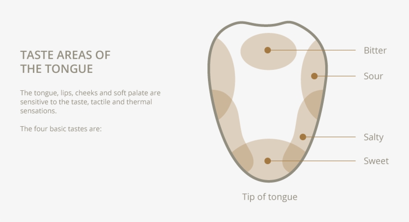 Degustacion Gusto En - Wine Tasting Tongue Diagram, transparent png