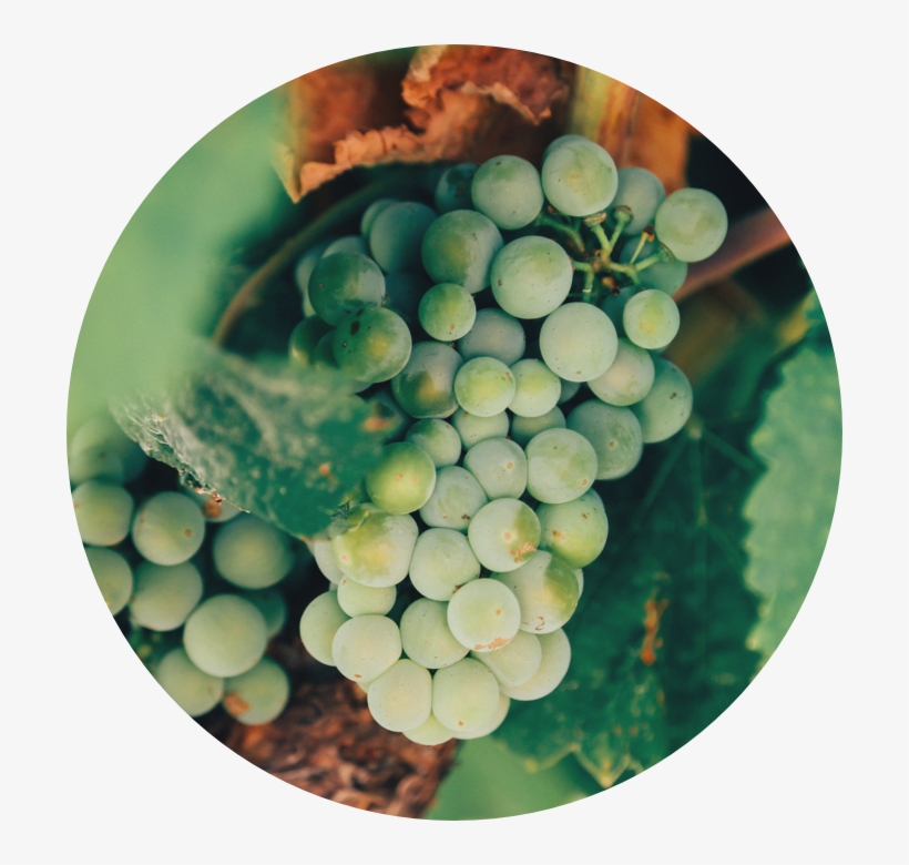 Levantine Wine Tasting - Fine Wine Journal: For Fine Wine Lovers And Connoisseurs, transparent png